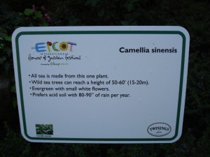 Camellia Sinensis Info