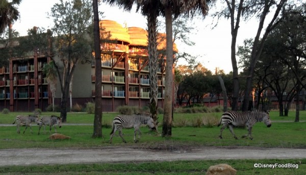 Zebras at Kidani Village