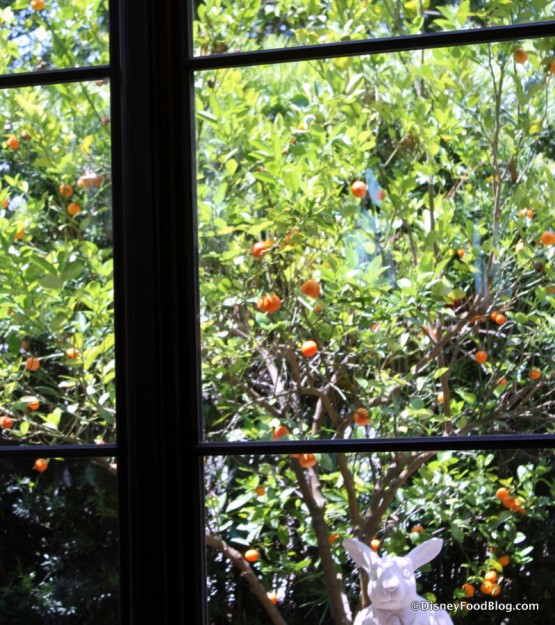 Orange Tree outside the window