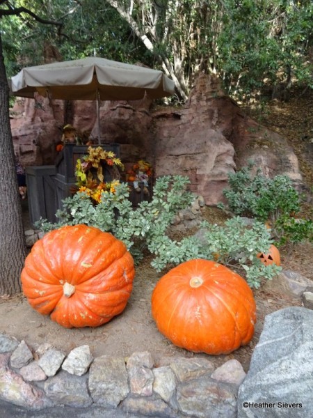 Giant Pumpkins! They're REAL!