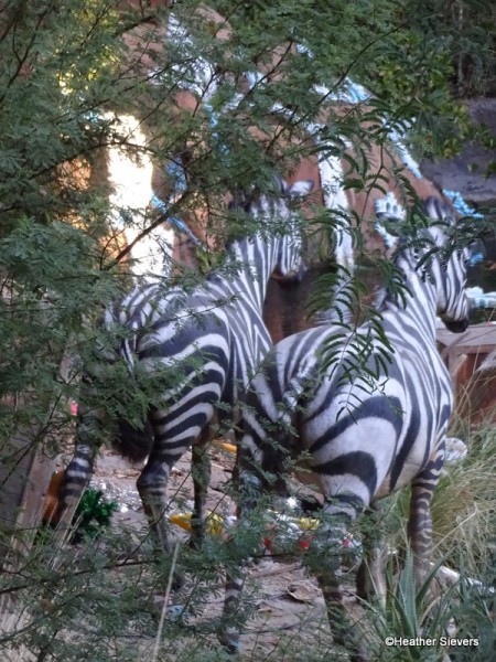 The Backside of Zebras