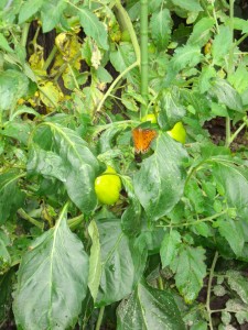 Butterfly in the Pepper Plants