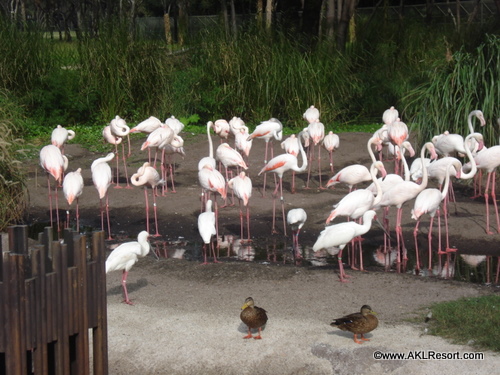 Ah Yes...the Flamingos.