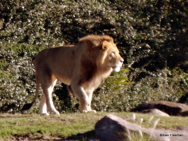 animal kingdom wild africa trek review