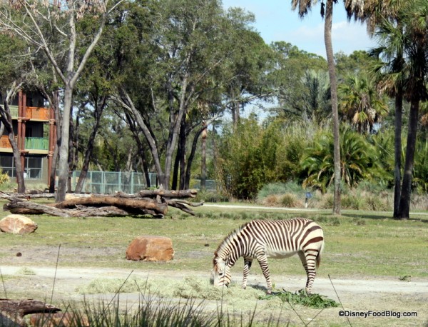 Watch the Wildlife as You Dine at Sanaa