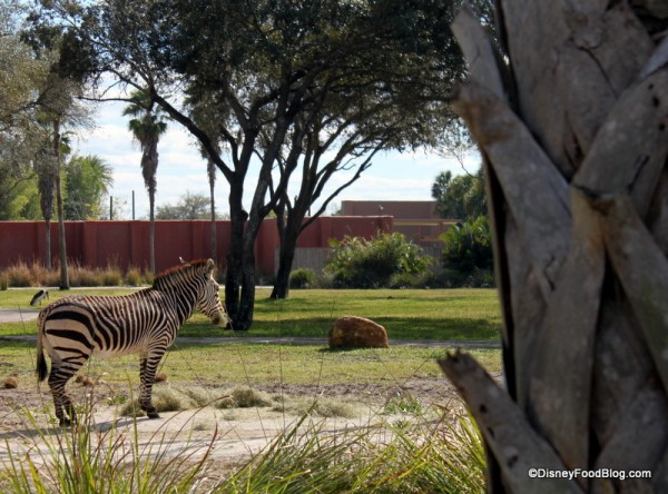 You Just Might View Some Animals While You Take in Lunch at Sanaa