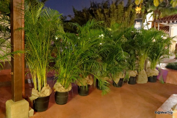 Potted palm trees keep the area private