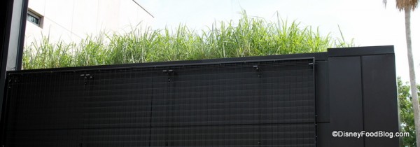 Grass roof