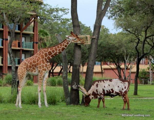 disney tourist blog animal kingdom lodge