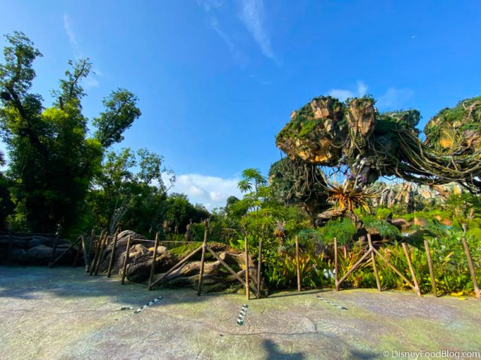 PHOTOS: Here’s What Crowds Look Like in Animal Kingdom in Disney World on Reopening Day! 