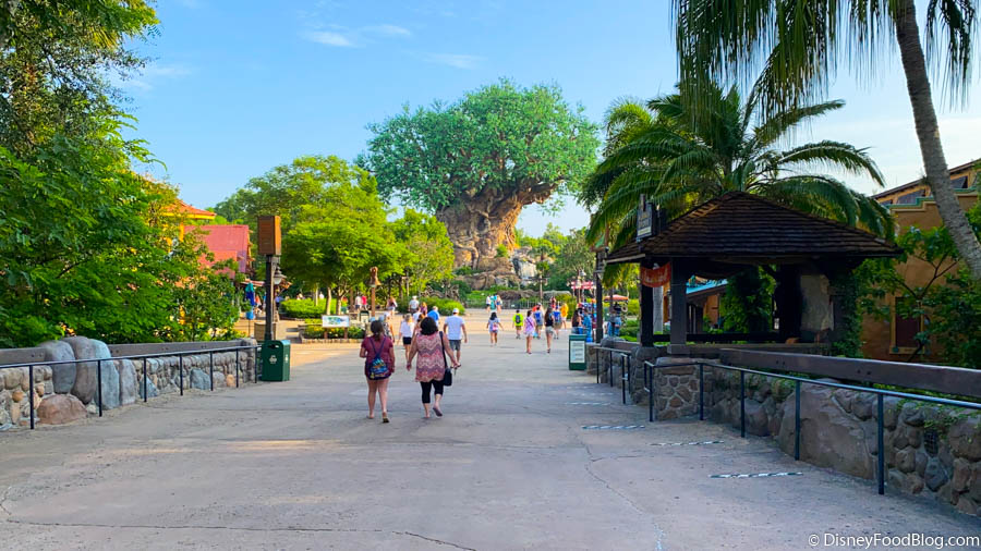 PHOTOS: Animal Kingdom CROWDS in Disney World on Reopening Day! | the  disney food blog