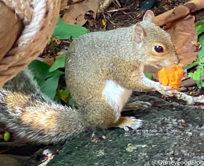 We Just Met Our Match for the BIGGEST Chicken Nugget Fan at Disney World — and He’s a Bit… Furrier Than You Might Expect 