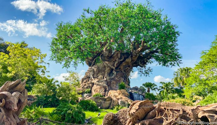 Here’s What the Wait Times are Like on Reopening Day at Animal Kingdom in Disney World! 