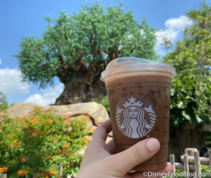 Review! Start Your Disney World Morning Right With This NEW Starbucks Cocoa Cold Brew! 