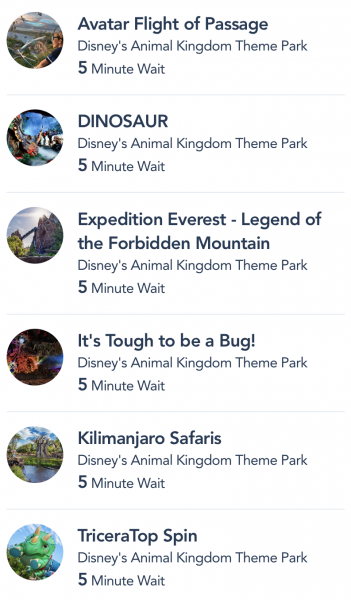 Here’s What the Wait Times are Like on Reopening Day at Animal Kingdom in Disney World! 