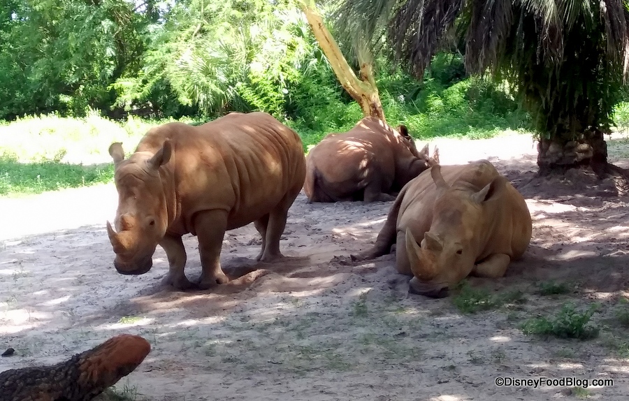 animal kingdom rhino tour