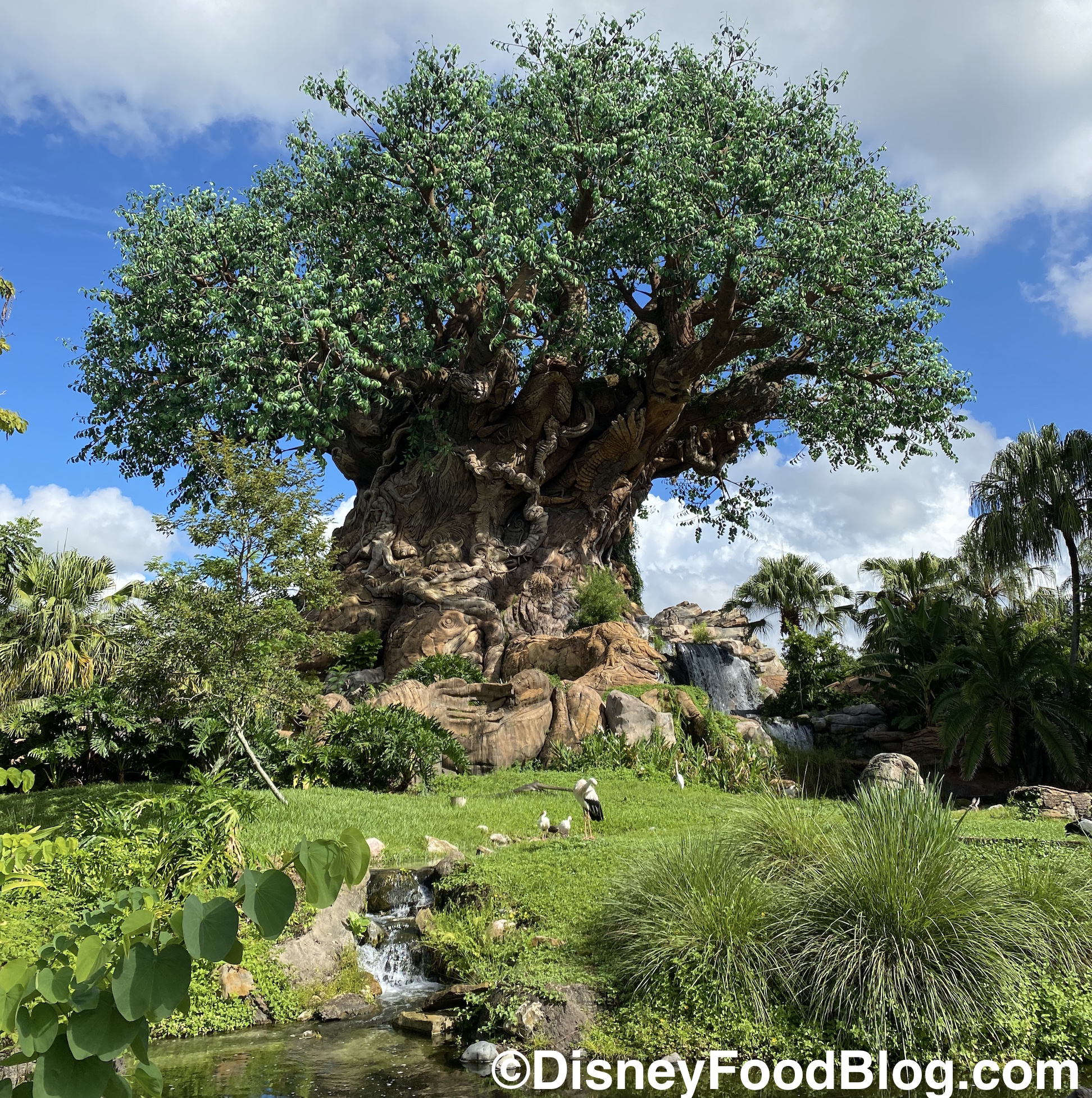 20 VIDEOS From Disney's Animal Kingdom Today! | the disney food blog