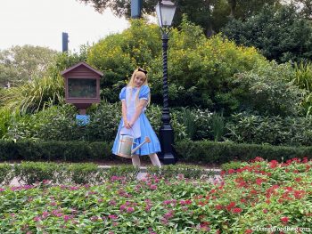 SPOTTED! Meet Alice in Wonderland From a Distance in Disney World | the ...