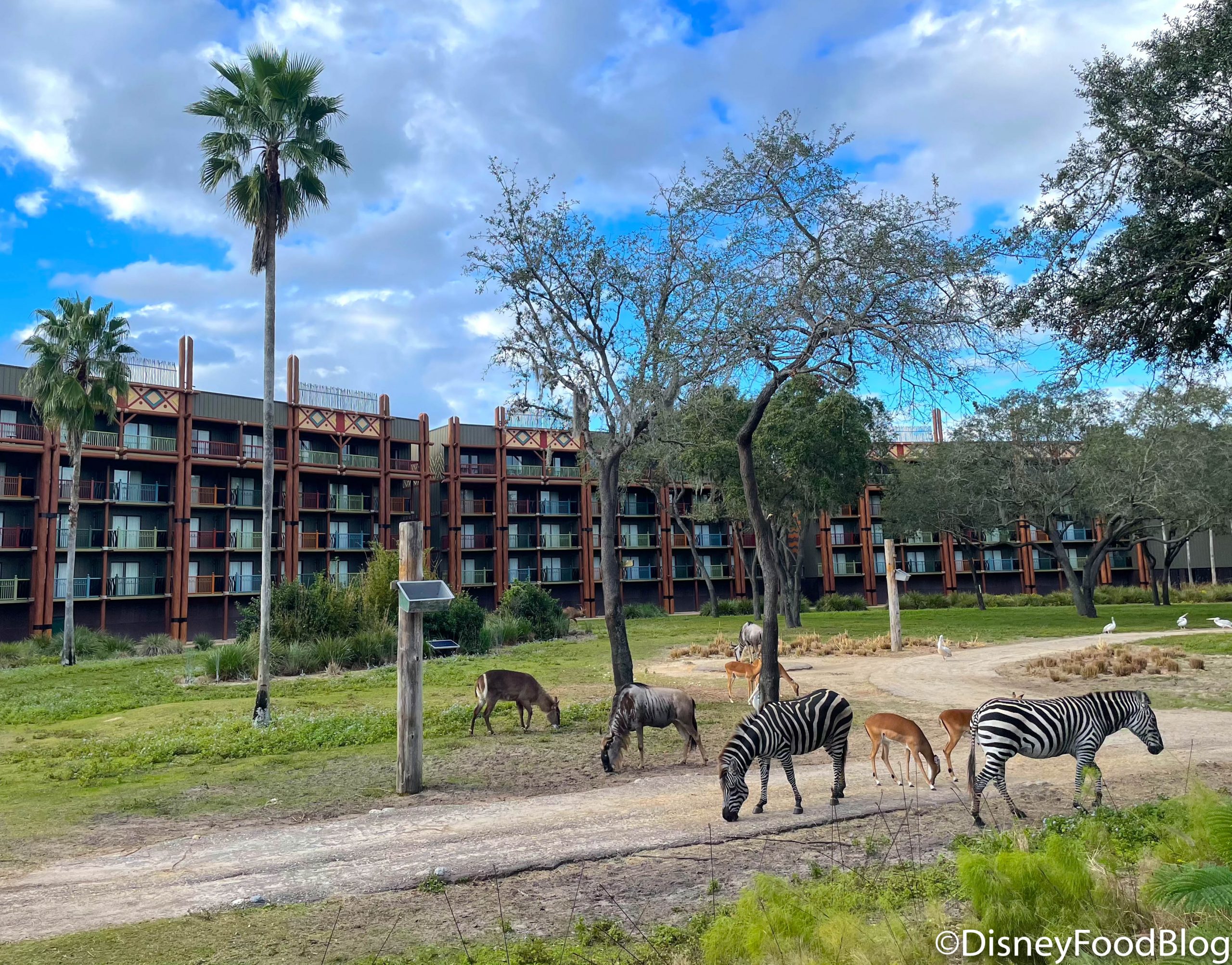 disney safari park hotel