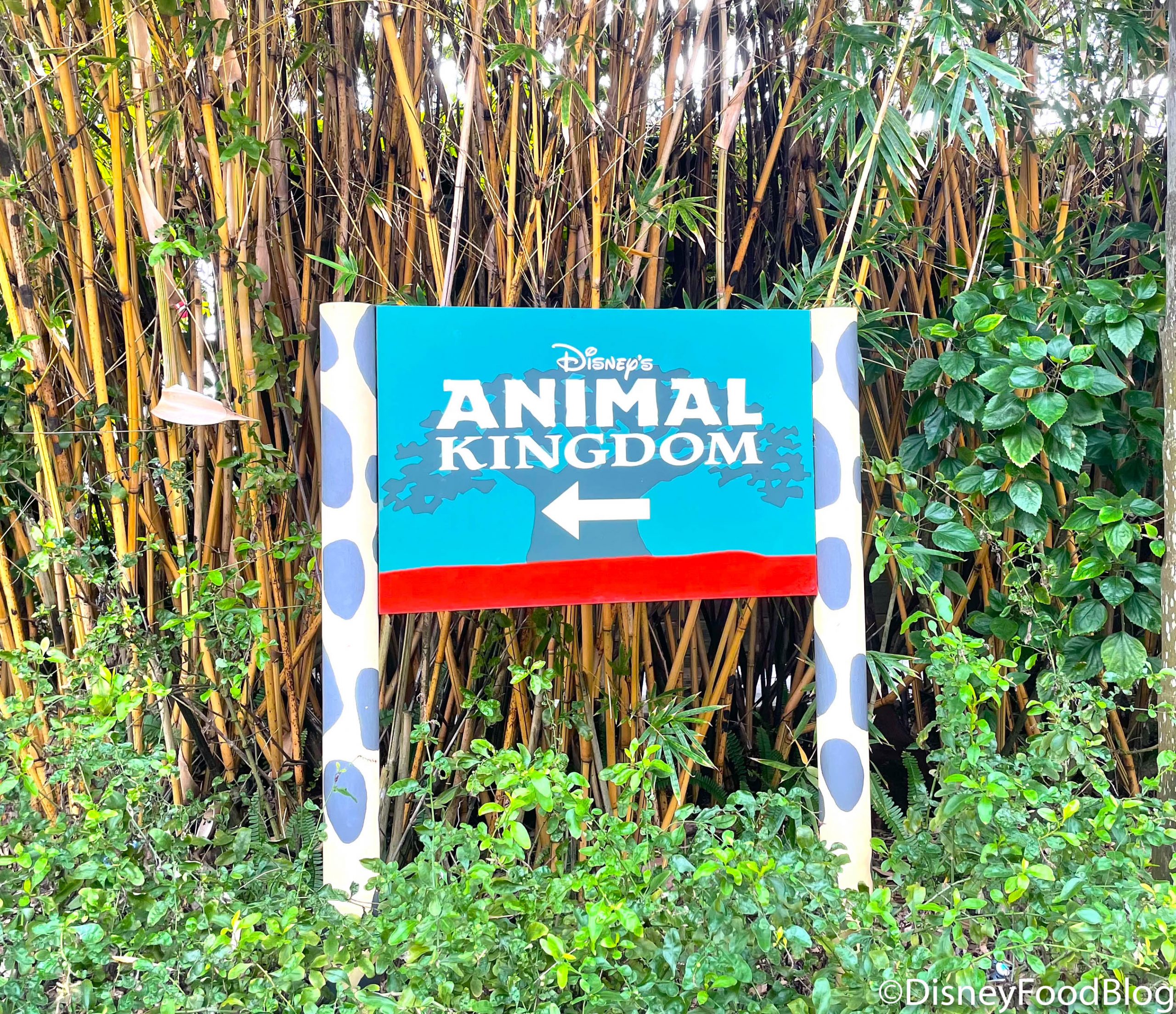 What's New at Disney's Animal Kingdom and Animal Kingdom Lodge:  Surprisingly Small Crowds and 2020 Merchandise Sales! | the disney food blog