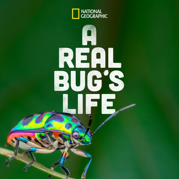 A-Real-Bugs-Life-600x600.jpg