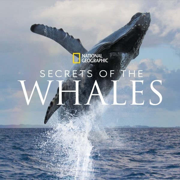 Secrets-of-the-Whales-600x600.jpg