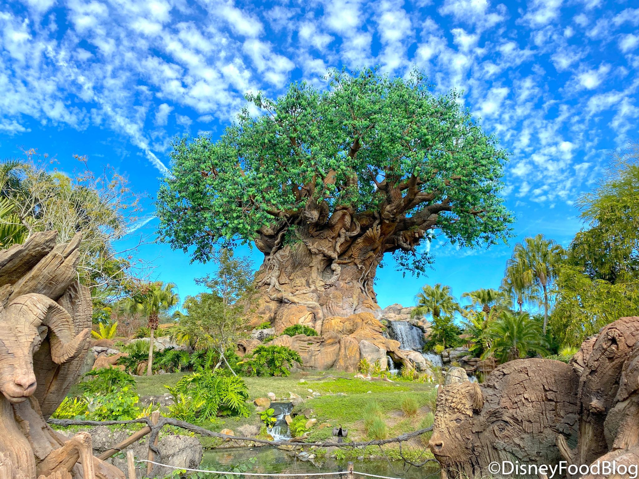 animal kingdom safari tree