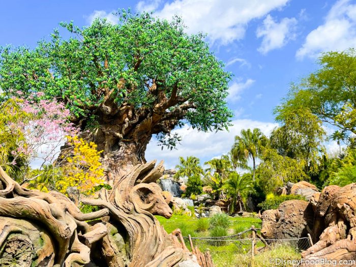 The Best And Worst Seats on Each Ride in Disney's Animal Kingdom | the  disney food blog