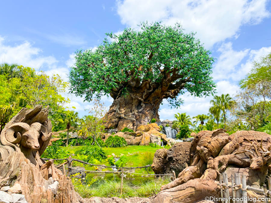 Disney's Animal Kingdom -- Walt Disney World | the disney food blog