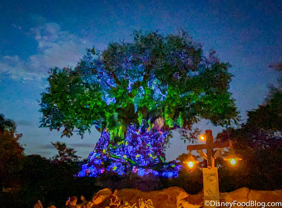 PHOTOS & VIDEO: See the Tree of Life's Stunning Nighttime Transformation  For Disney World's 50th Anniversary | the disney food blog