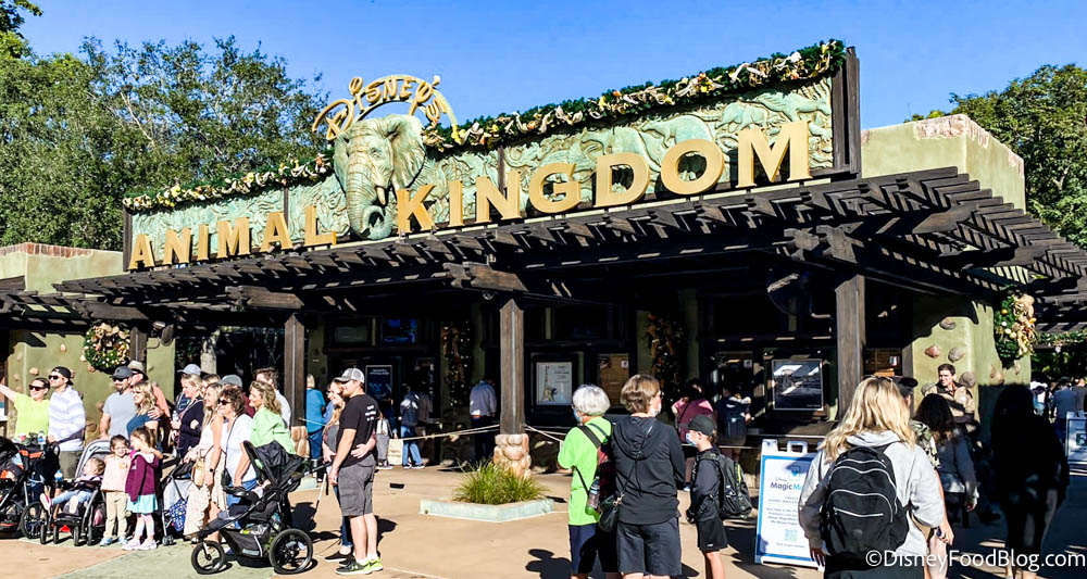 What's New in Animal Kingdom: A Ride Has Been DEMOLISHED and Holiday Decor  Galore | the disney food blog