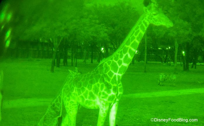 night time safari park