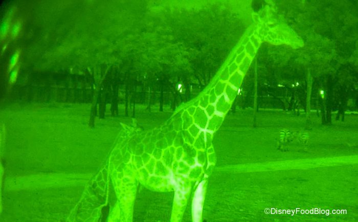 evening safari animal kingdom lodge