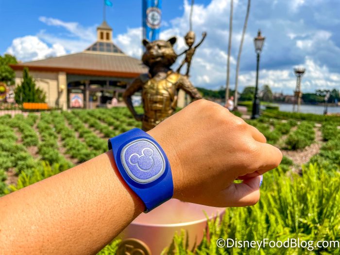 Which way do you wear your Magic Band?  WDWMAGIC - Unofficial Walt Disney  World discussion forums