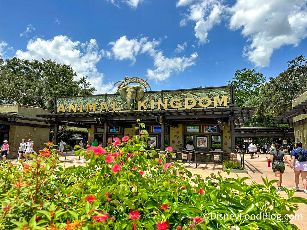 The One Thing You Need to Know Before You Rope Drop Animal Kingdom | the  disney food blog