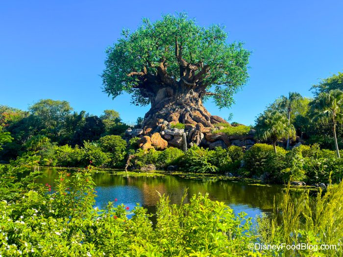 kilimanjaro safari hours