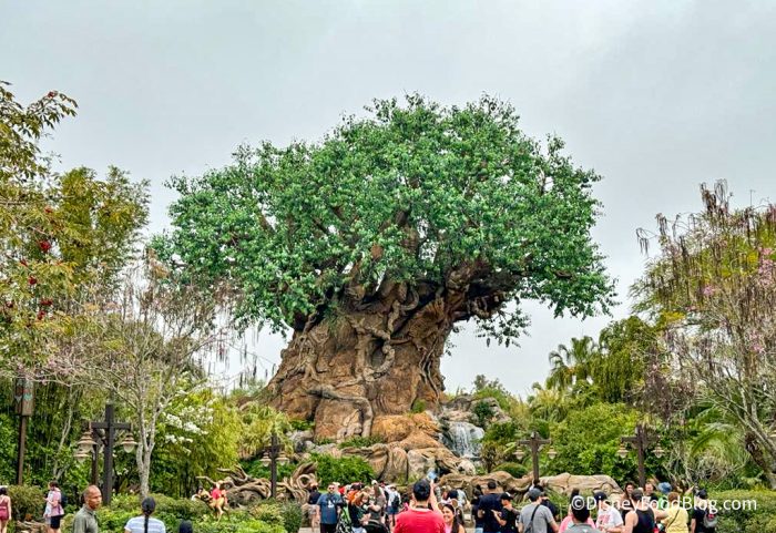 2024-wdw-disneys-animal-kingdom-tree-of-