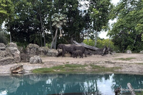 Could Disney’s Animal Kingdom Be Getting a MASSIVE Upgrade?