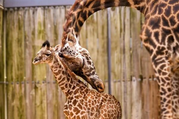 BABY ANIMAL ALERT! A New Baby Giraffe Will Make Its Animal Kingdom Debut Soon