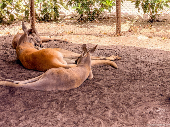 wdw-2026-dak-conservation-station-jumpin